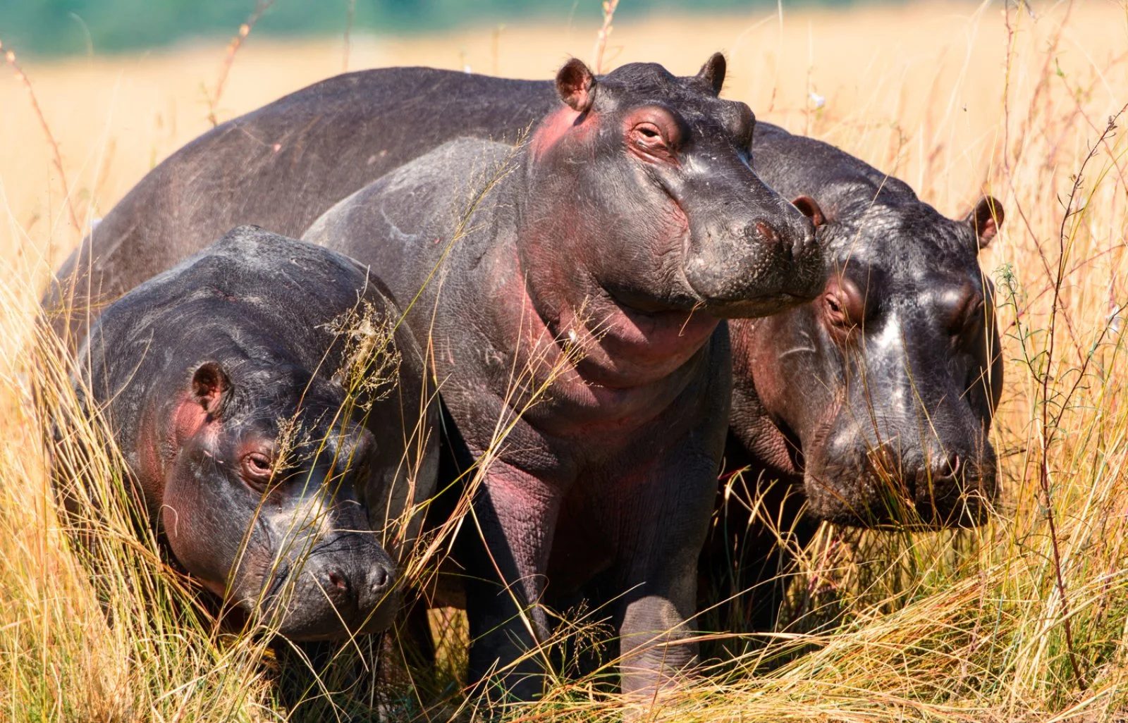 Parco Chobe
