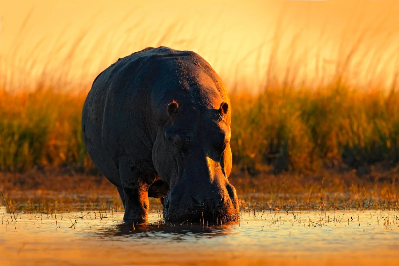 Parco Chobe