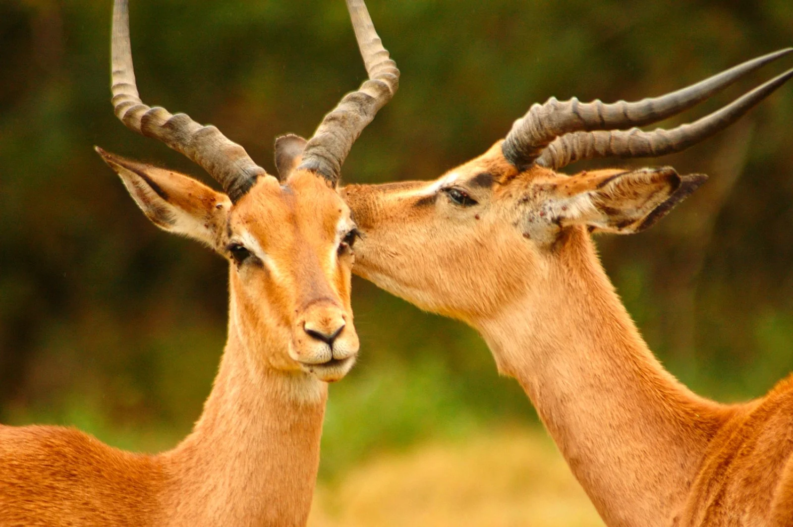Concessione Privata Parco Kruger - Mpumalanga