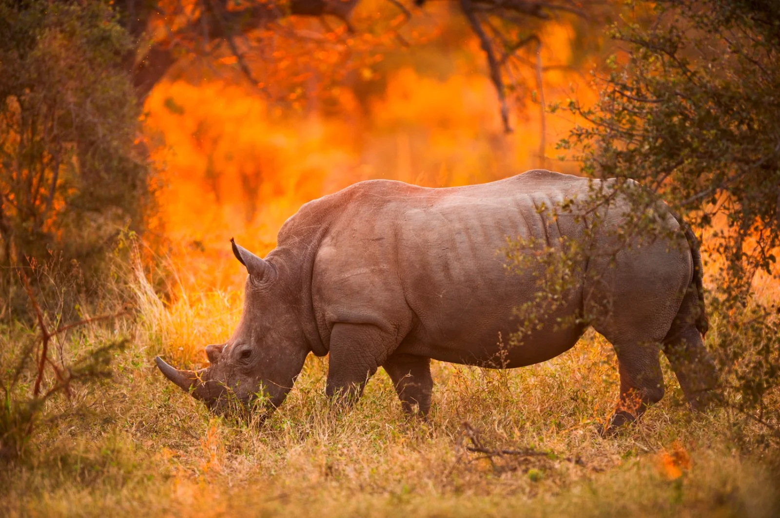 Concessione Privata Parco Kruger - Mpumalanga
