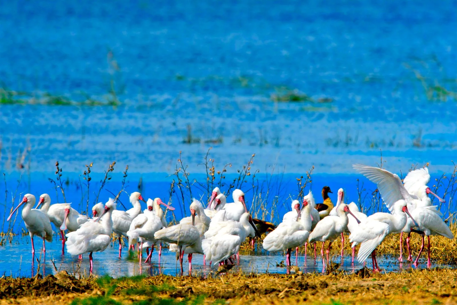 Parco Chobe - Cascate Vittoria - Johannesburg