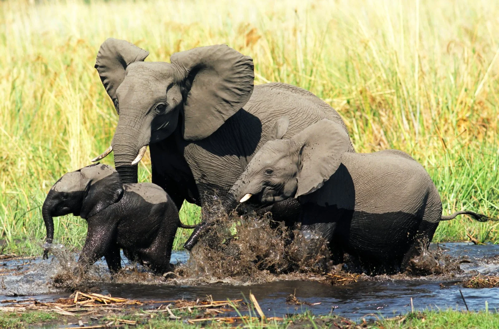 Mpumalanga - ”Elephant Whispers” - Johannesburg