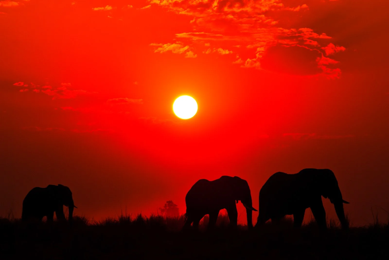 Cascate Vittoria - Parco Chobe