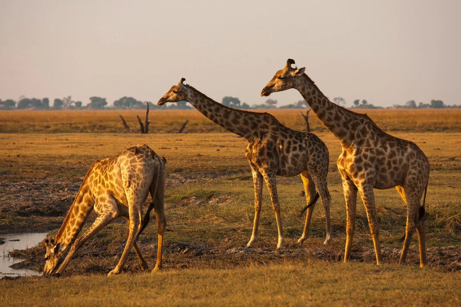 Cascate Vittoria - Parco Chobe