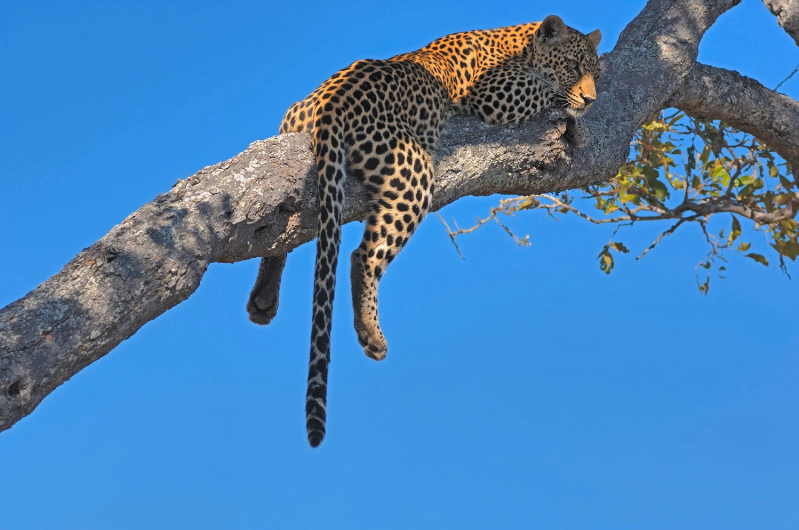 Cascate Vittoria - Parco Chobe