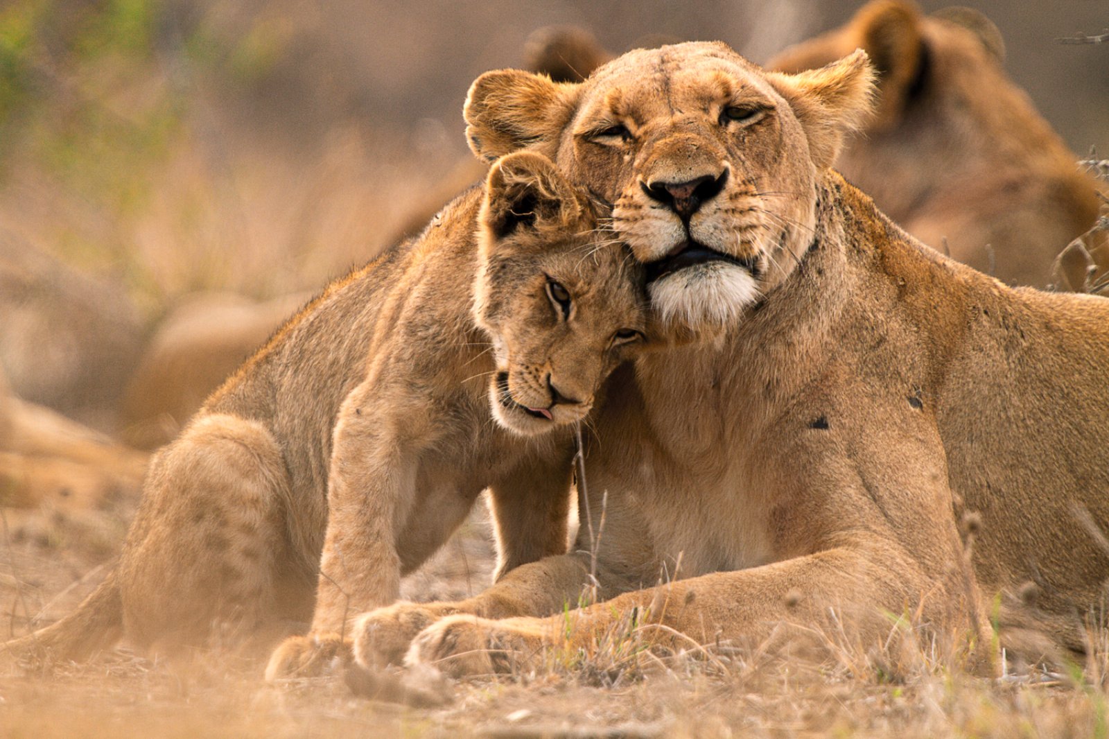 Magic Victoria E Chobe - Kruger National Park