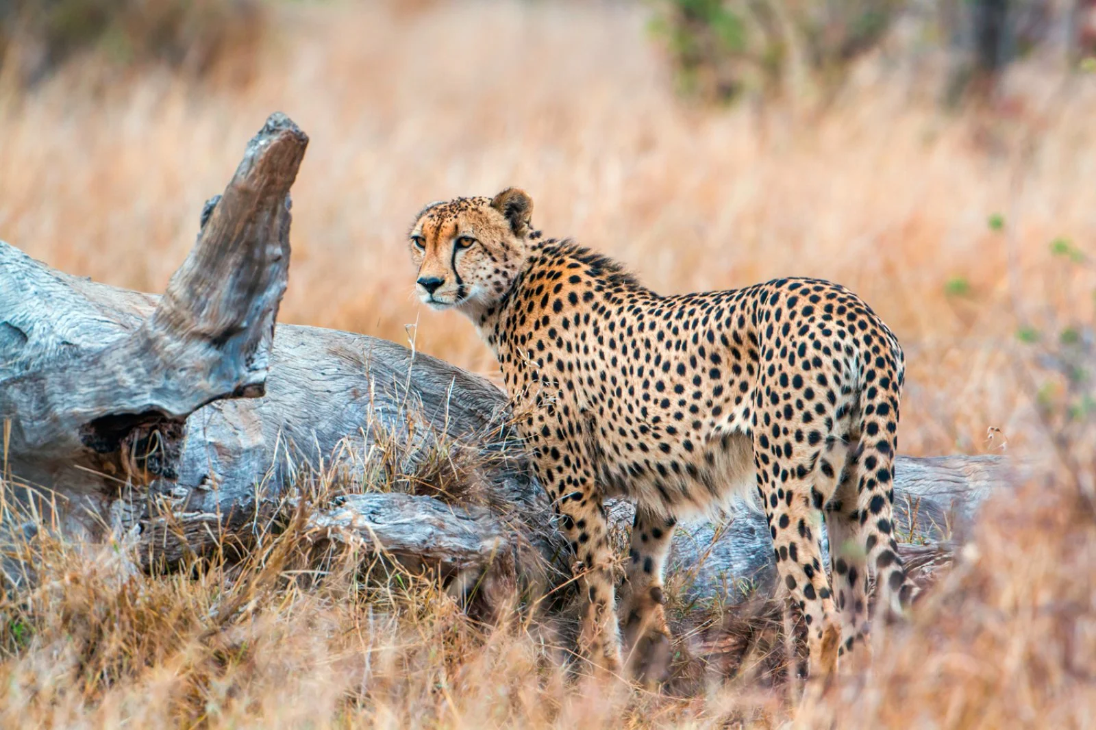 Riserva privata di Karongwe
