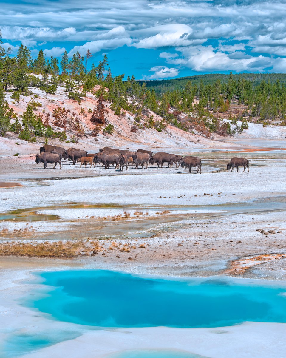 Complete West - Yellowstone National Park, Norris Geyser