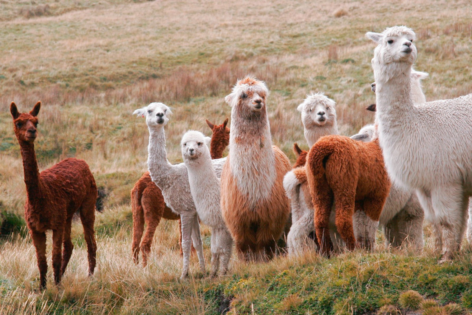 Peru' 1924 - Alpaca