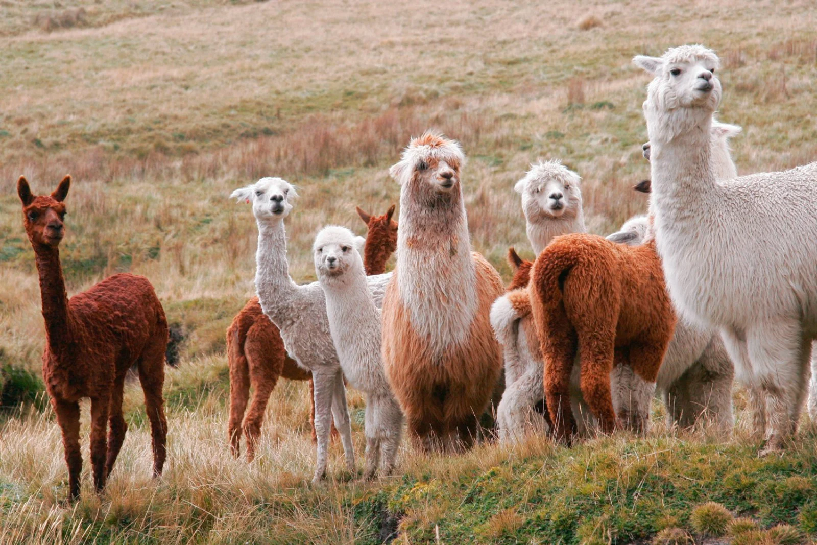 Perù 1924 - Alpaca