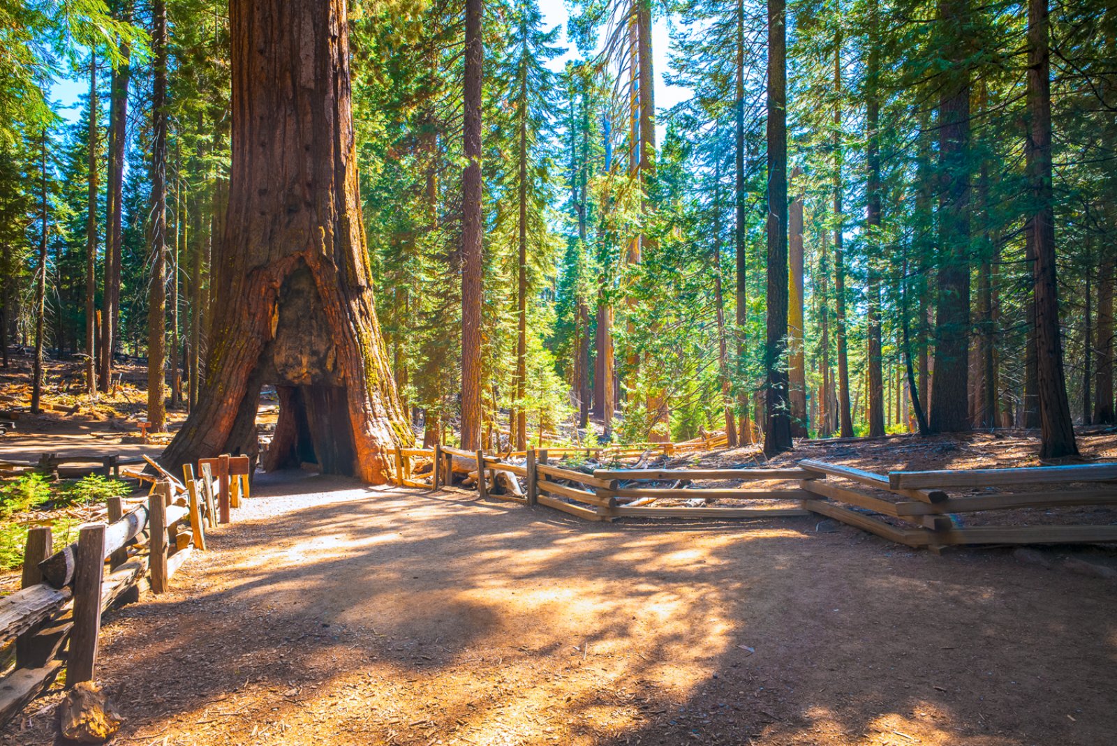 Western Highlights - Yosemite National Park