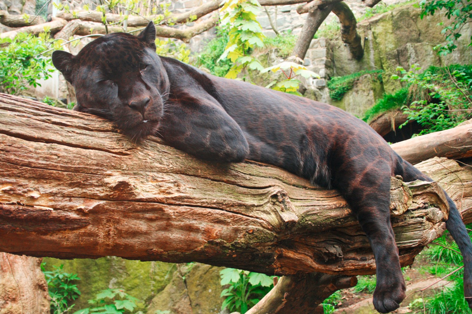 Pantanal - Brasile, Pantanal