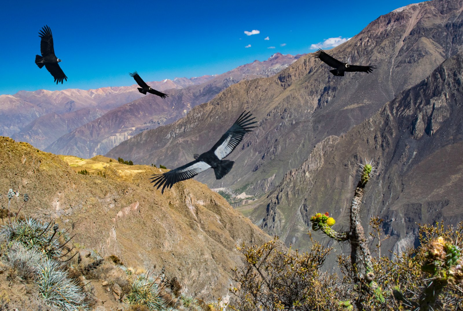 Peru' Inca Trail 1924 - Perù