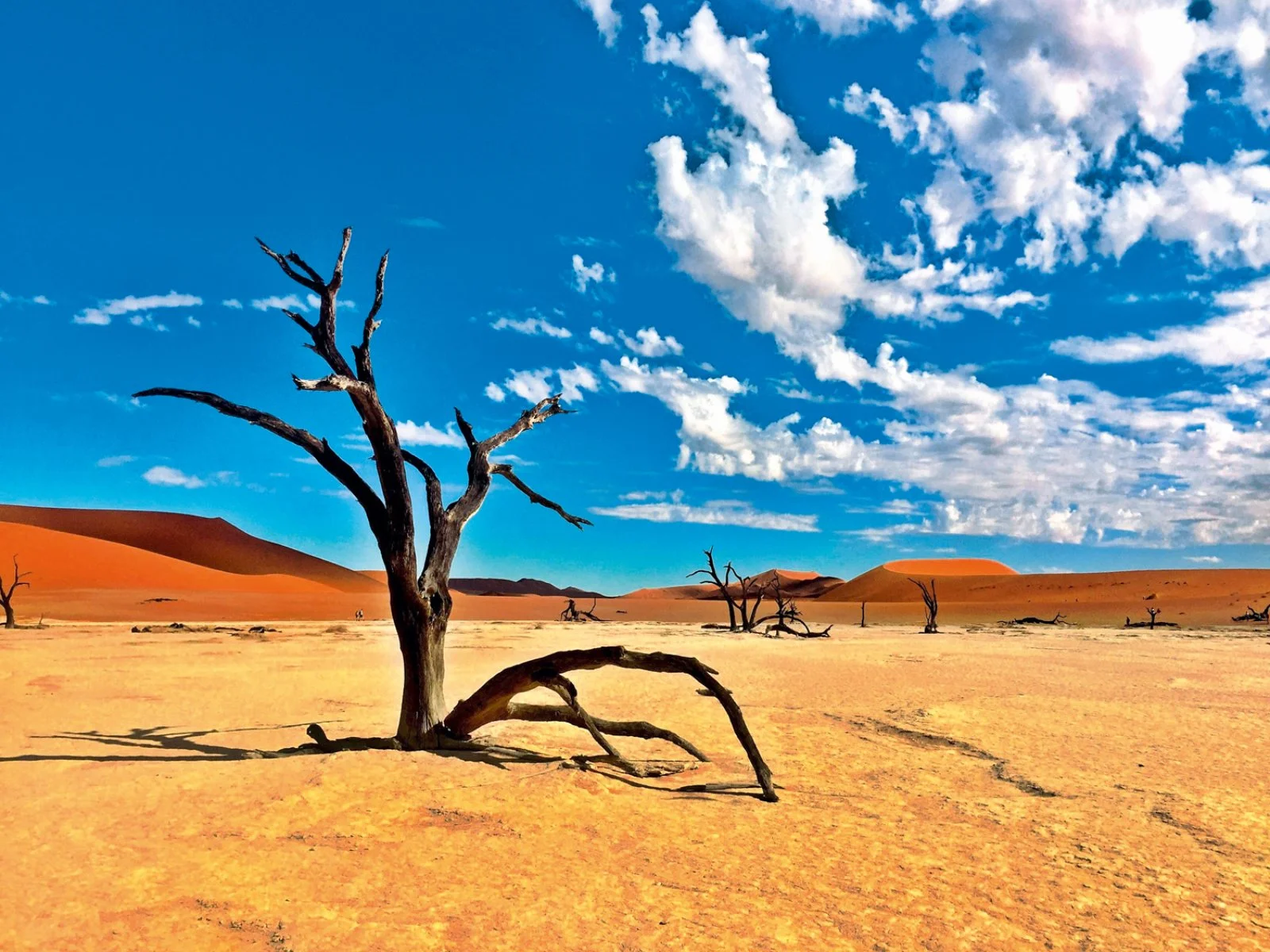 Voyager Namibia - Foresta Pietrificata