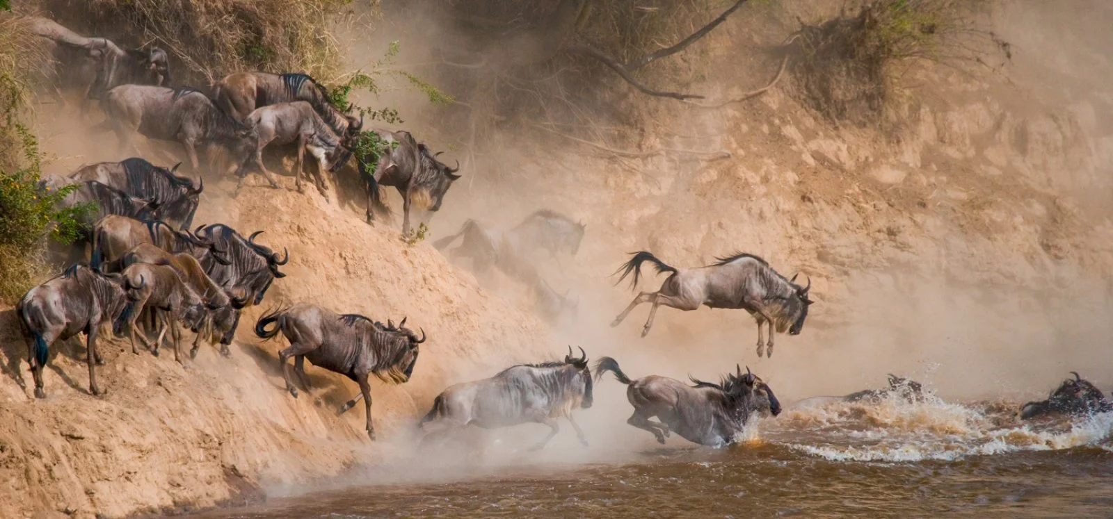 Tanzania Migration Con Accompagnatore Tanzania Migration Con Accompagnatore
