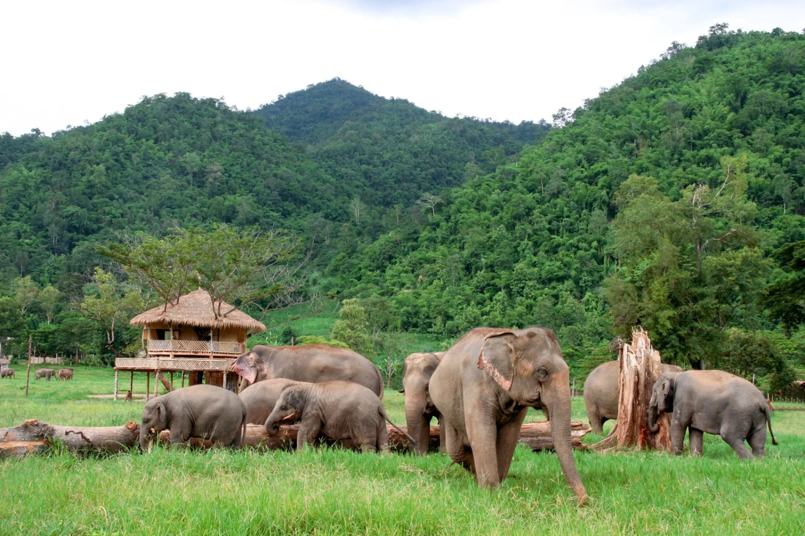 Chiang Mai - Pai