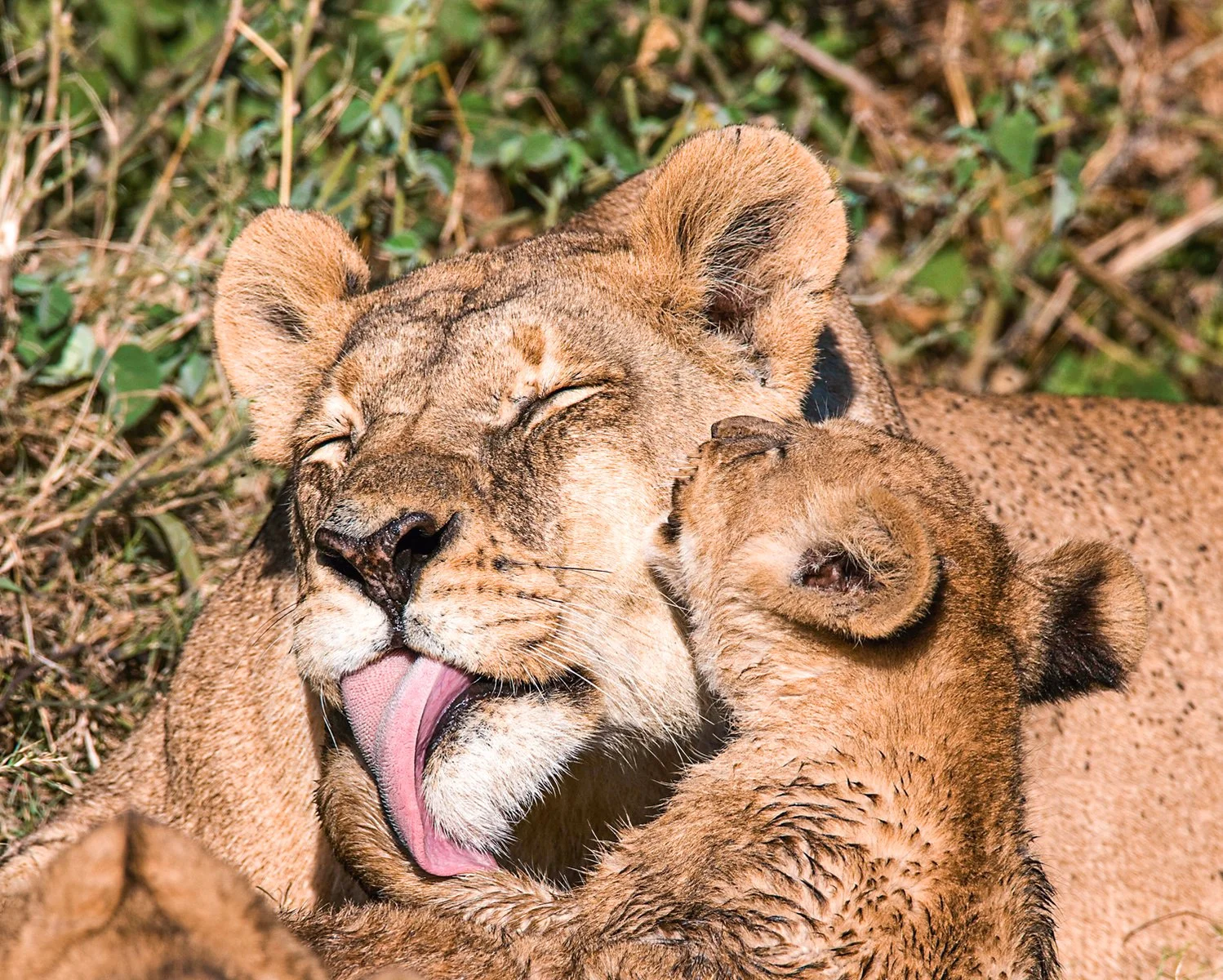 Safari Intour Kilimanjaro Experience - Taita Hills