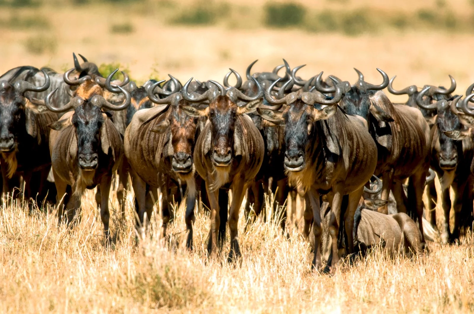 Safari Intour Kilimanjaro Experience 