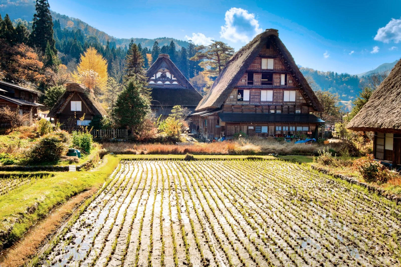 Magic Fiori Di Loto - Ogimachi-Shirakawa