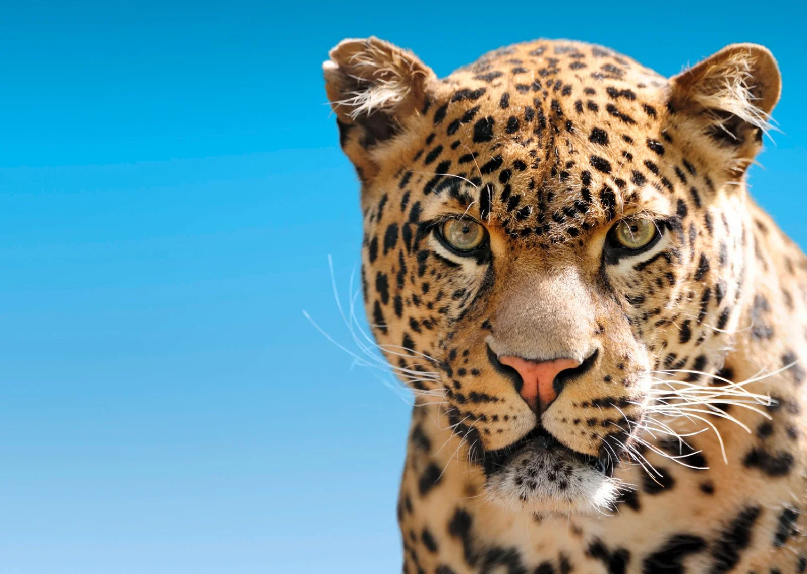 Mpumalanga - Parco Kruger