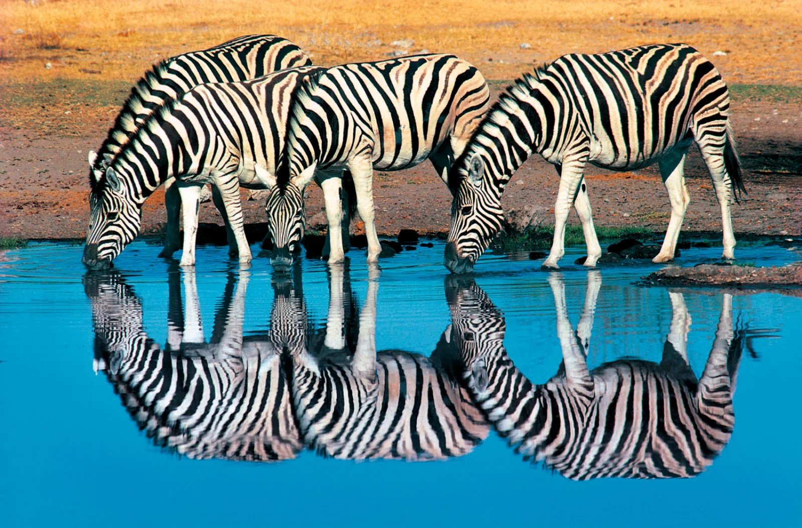 Parco Etosha