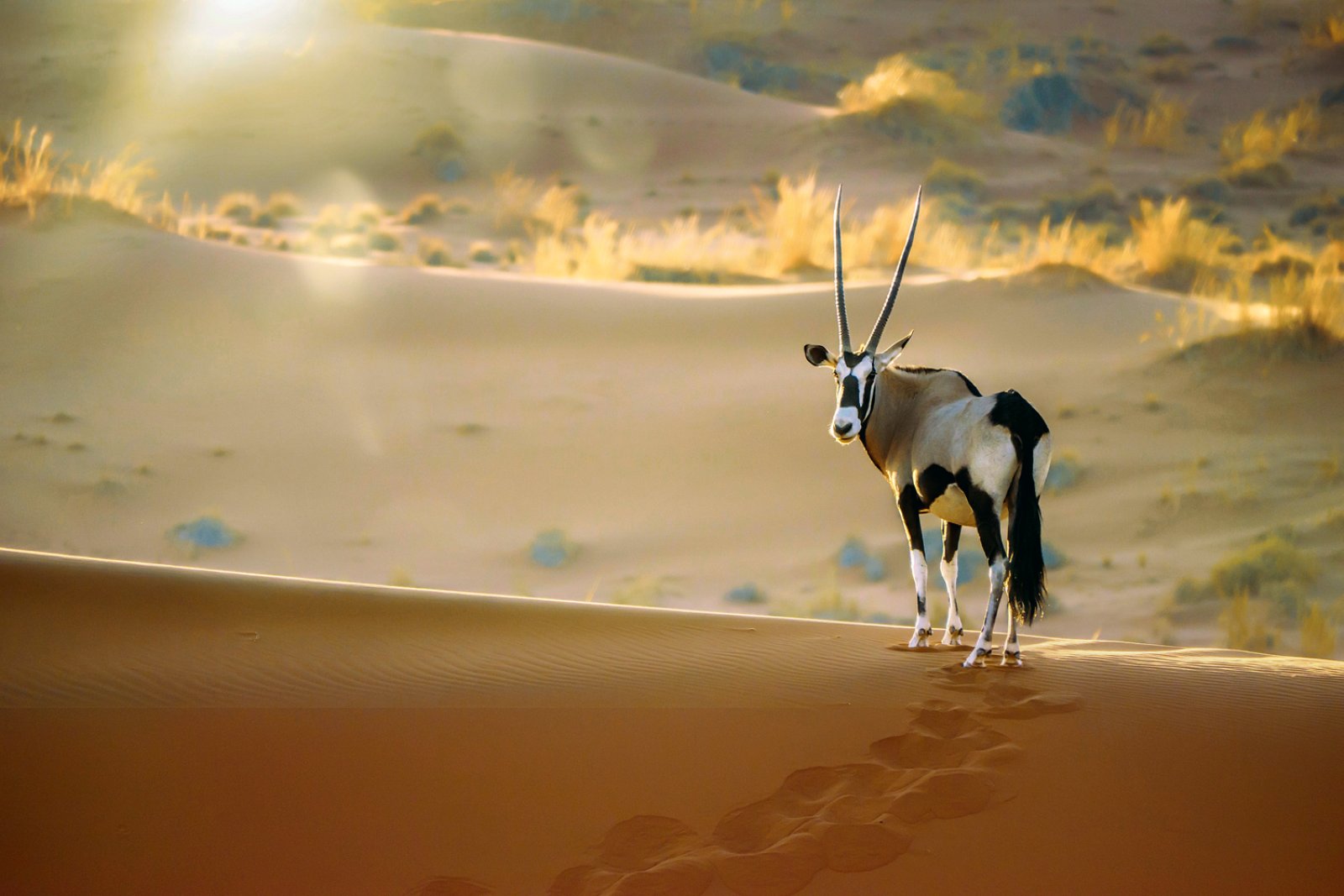 Namibia 1924 - Deserto Del Namib, Sossusvlei