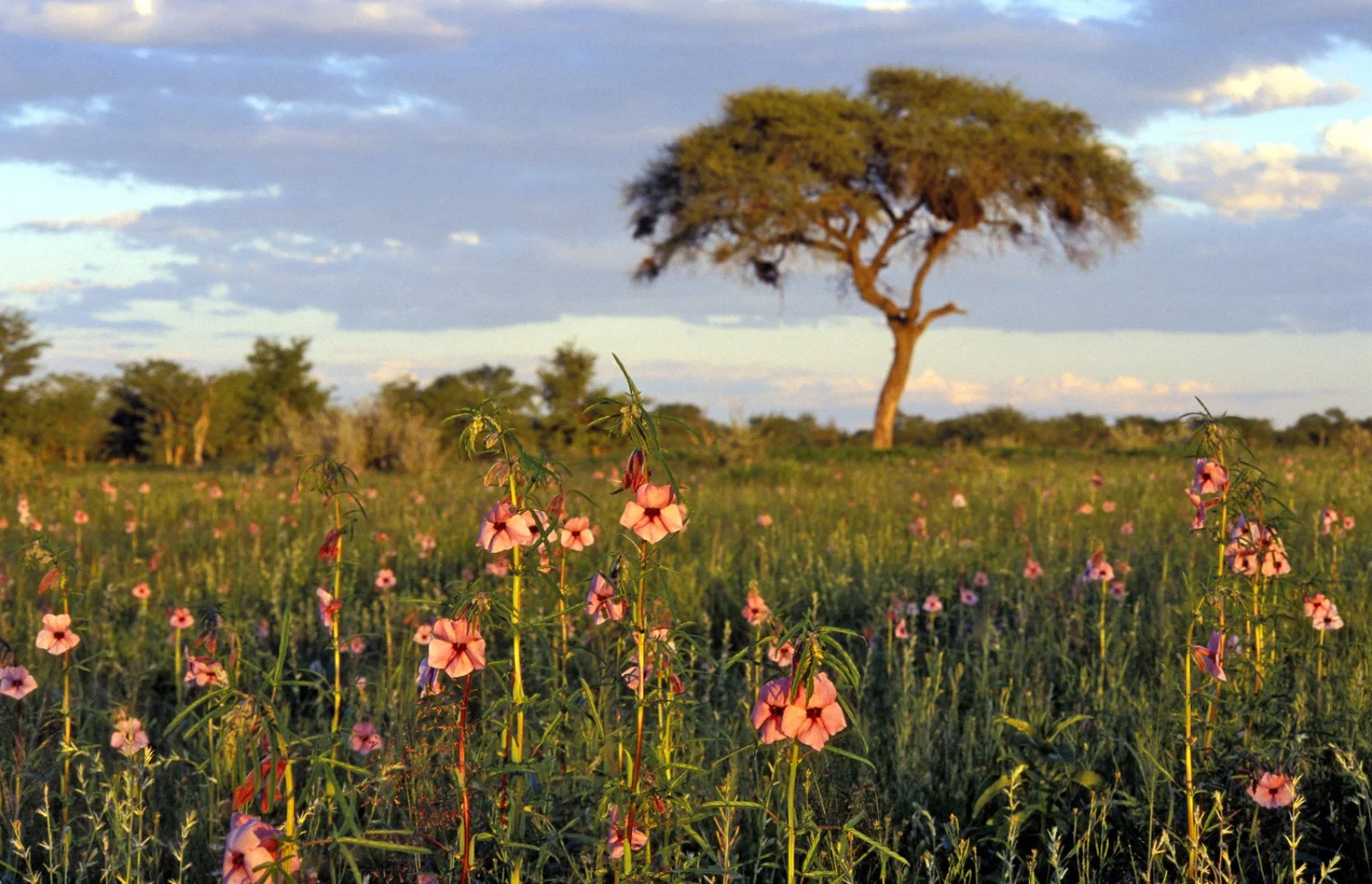 Parco Etosha