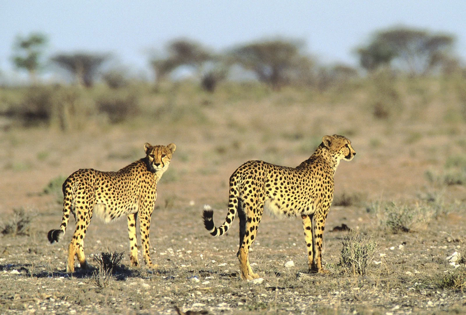Parco Etosha