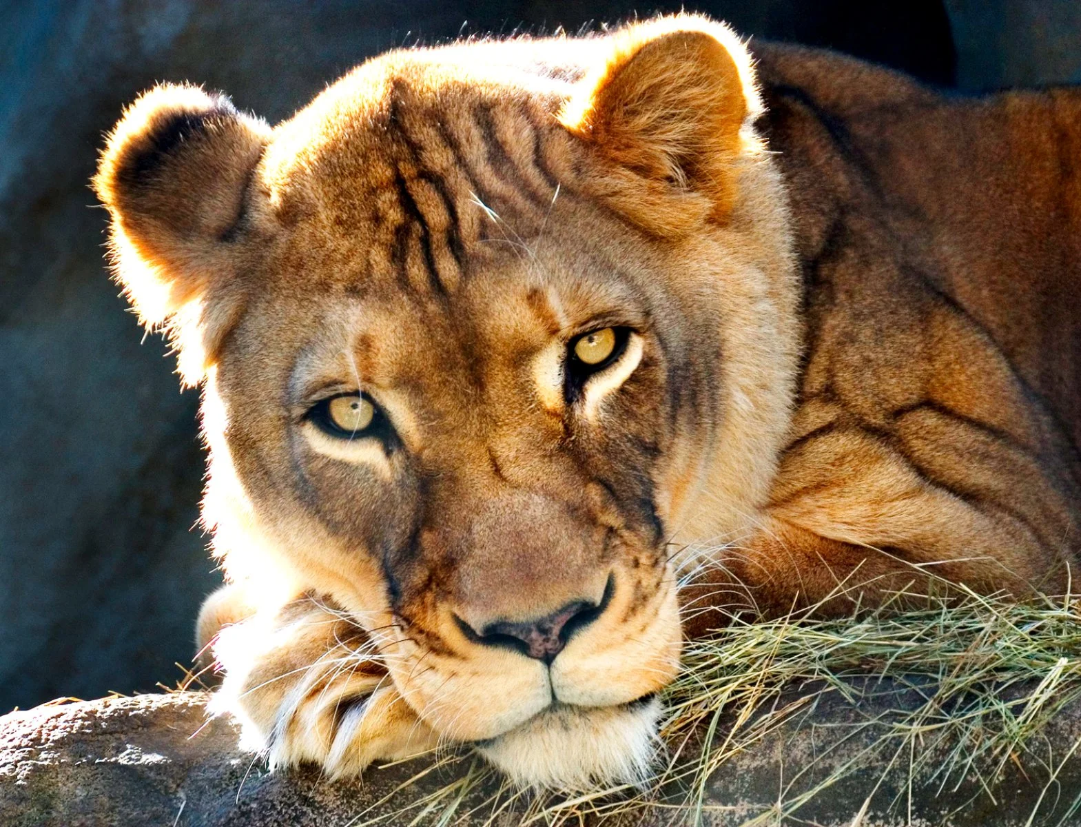 Windhoek - Deserto del Kahalari