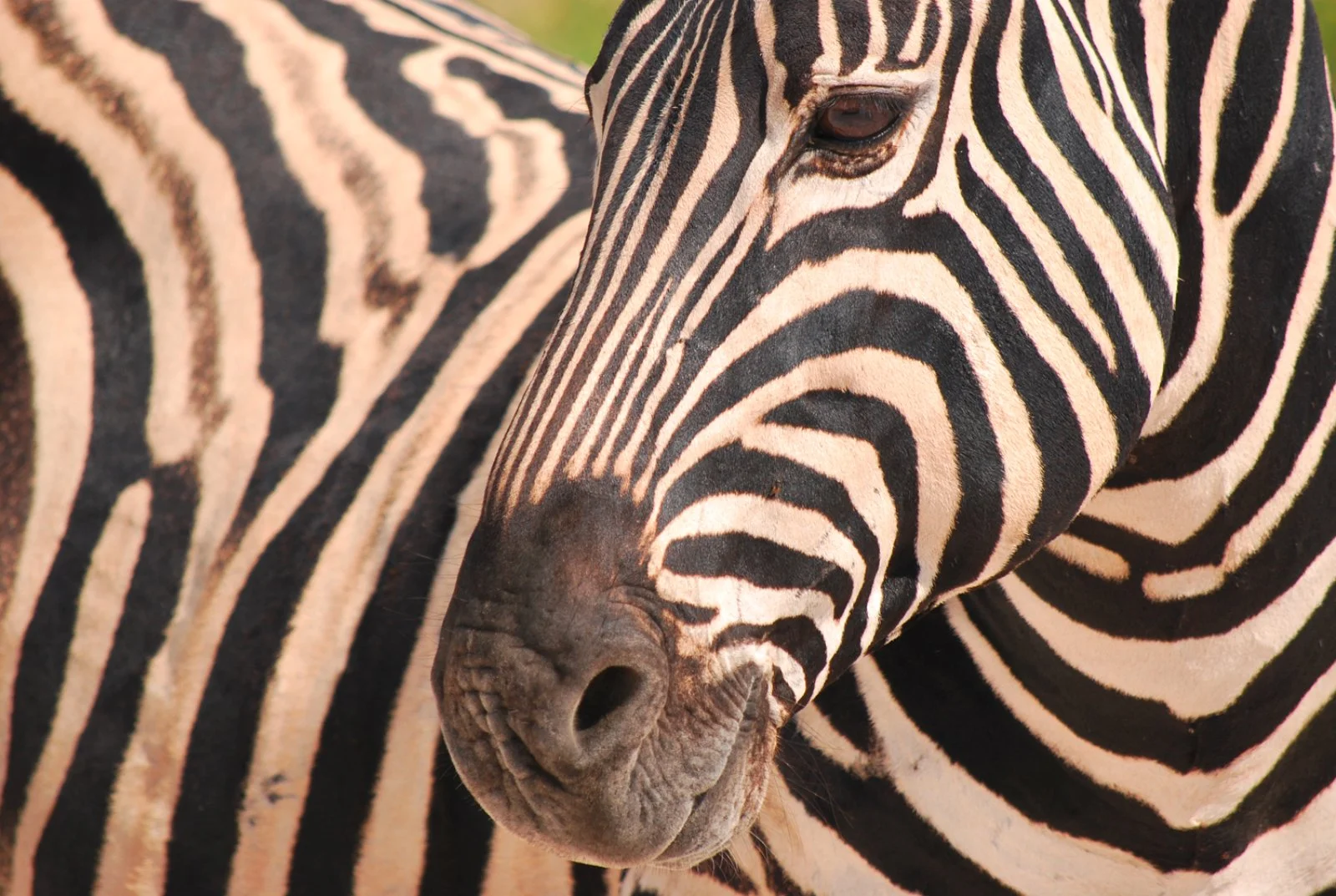 Parco Etosha