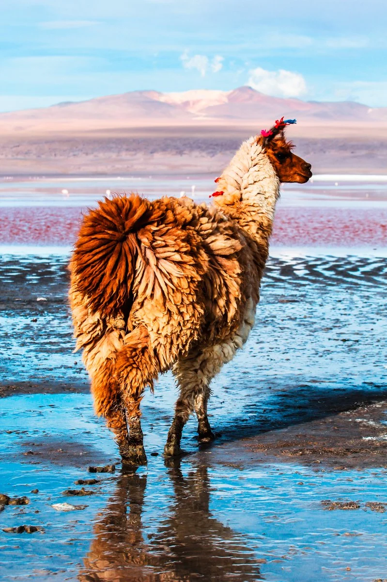 Autentica Bolivia - Bolivia, Laguna Colorada