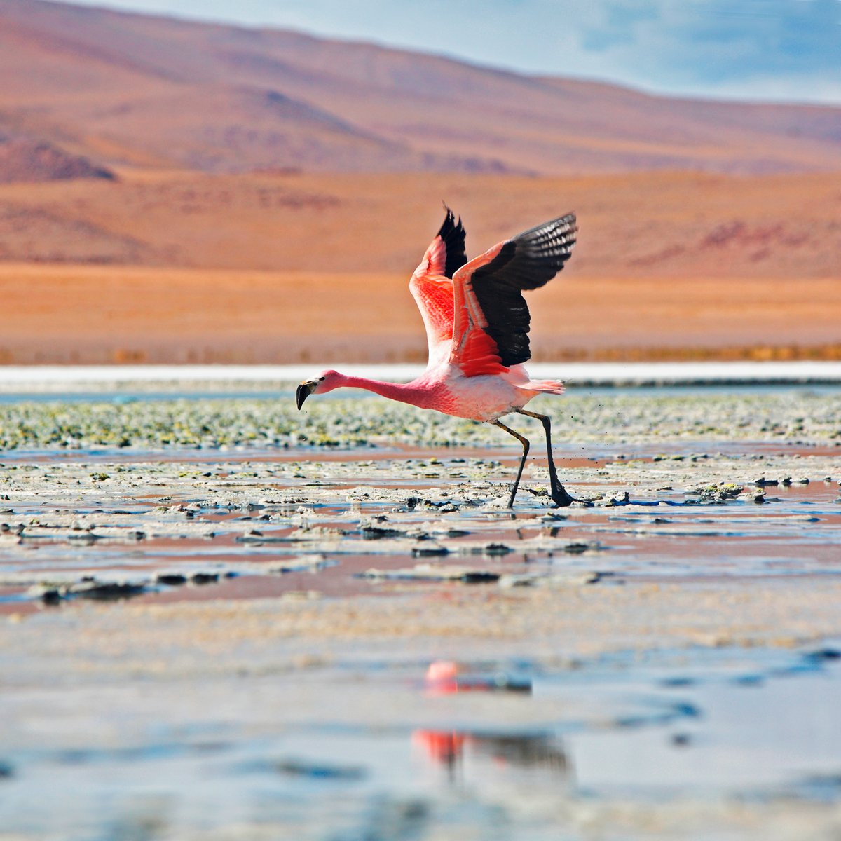 Da Uyuni A San Pedro 