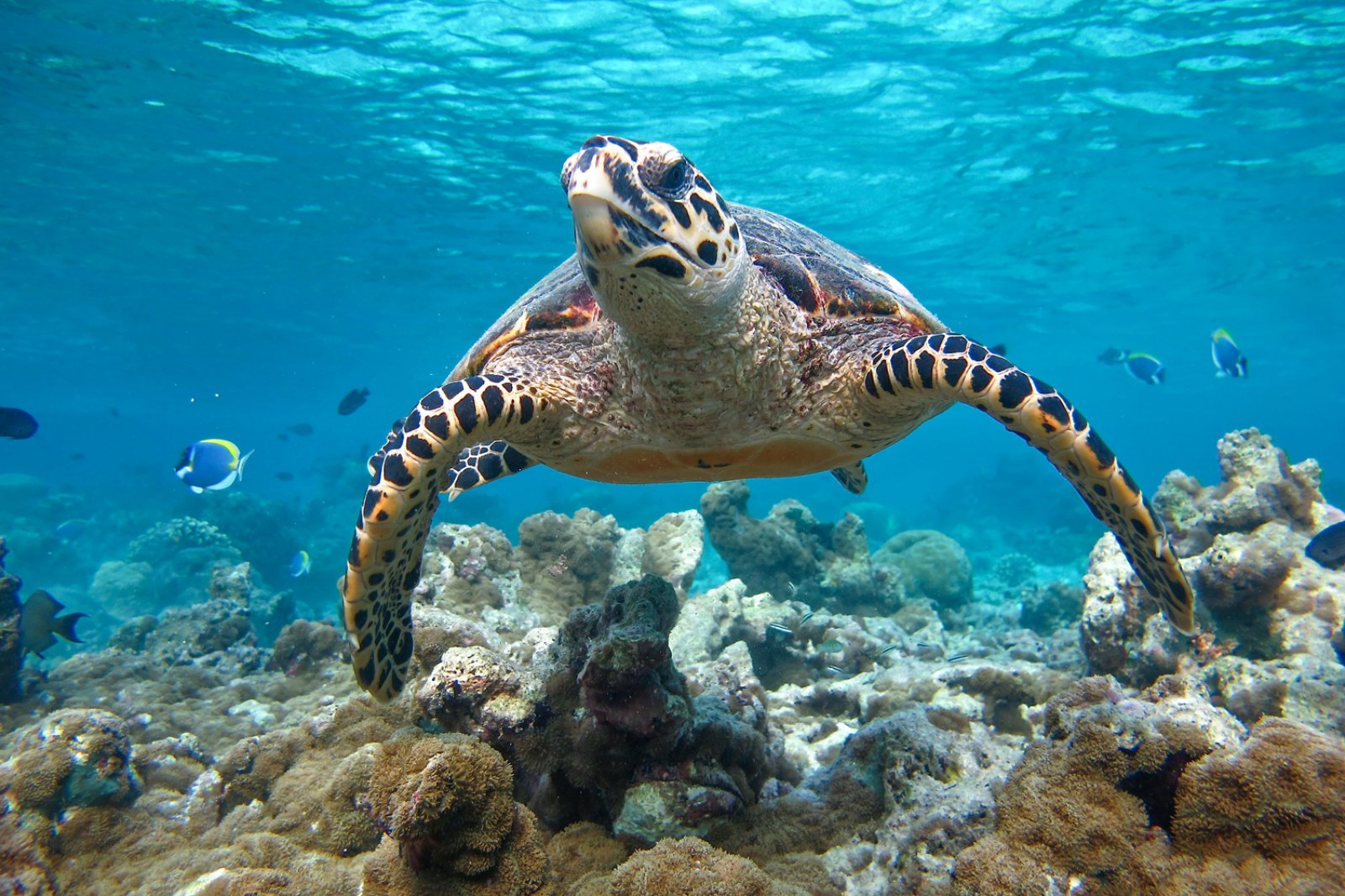 Qatar E Maldive 