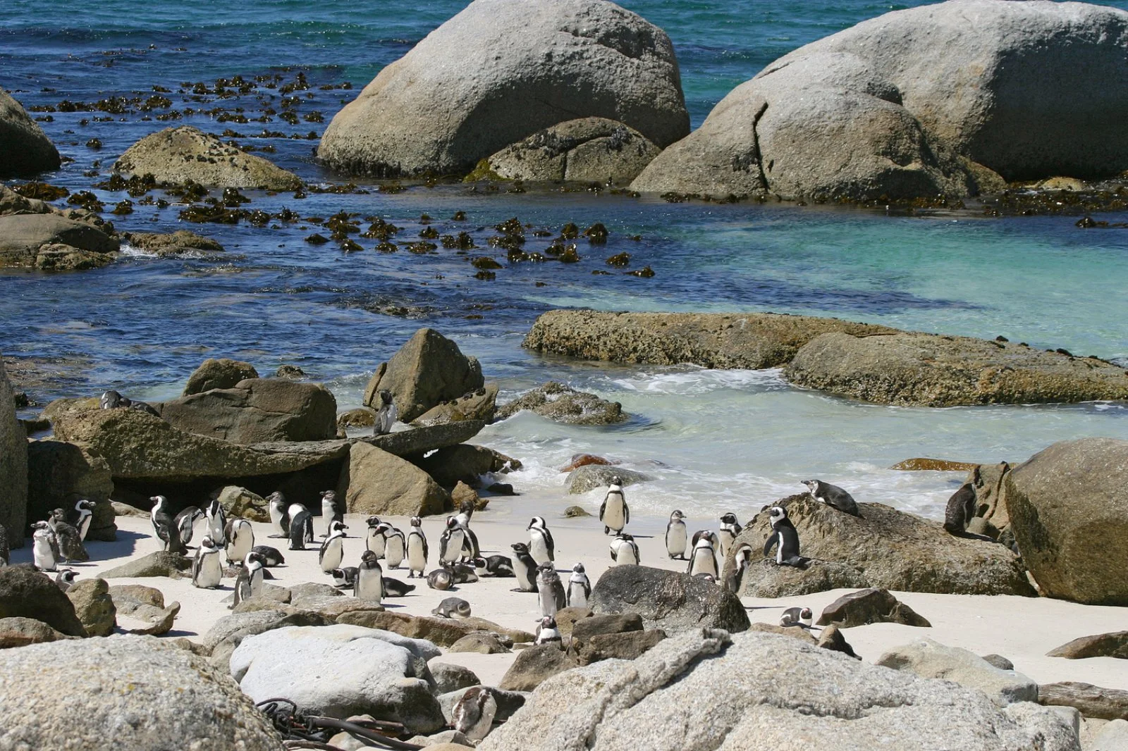Città del Capo - Penisola del Capo