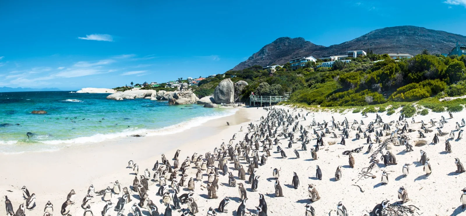Città del Capo - Penisola del Capo