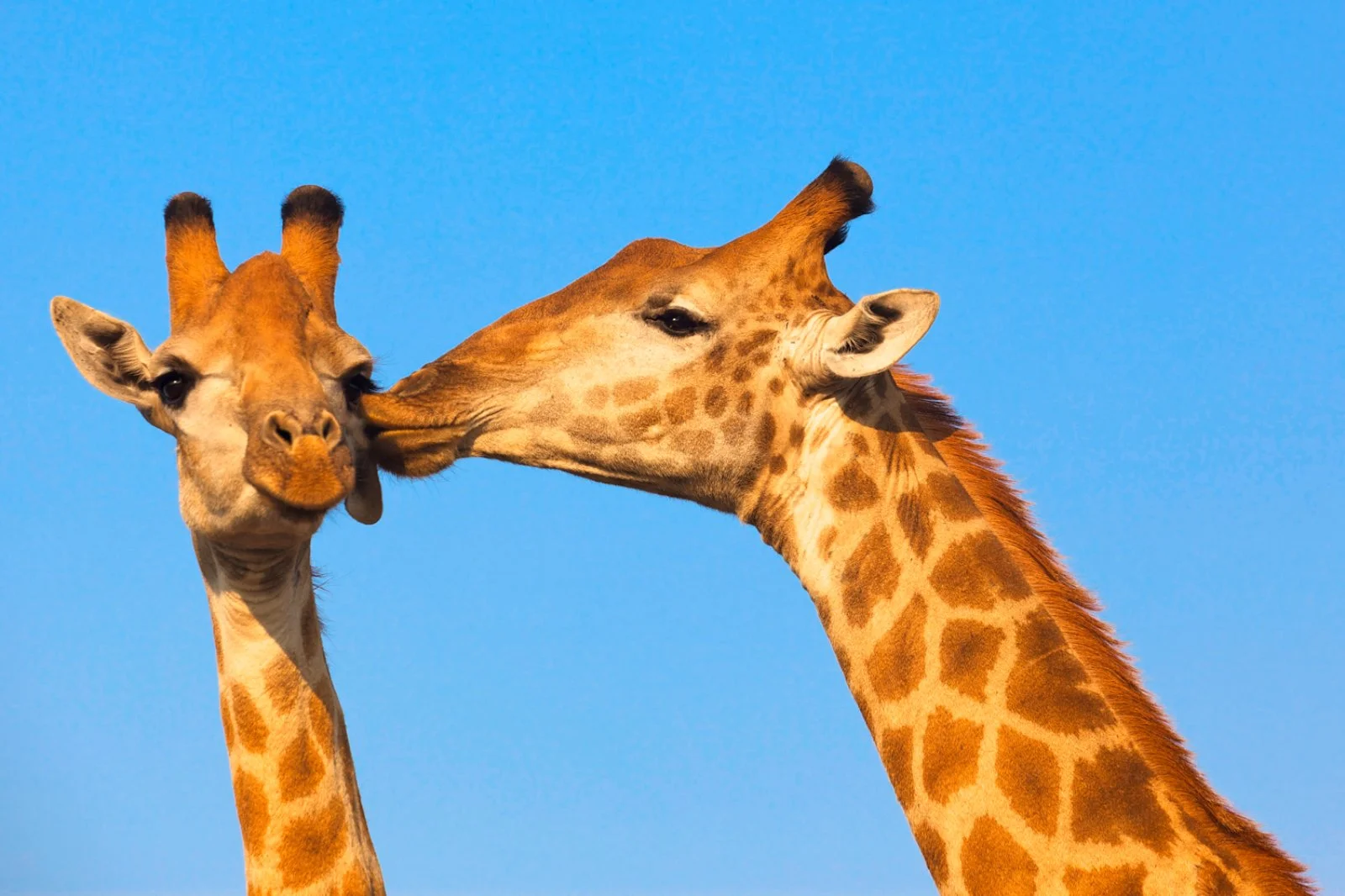 8° Concessione Privata Parco Kruger