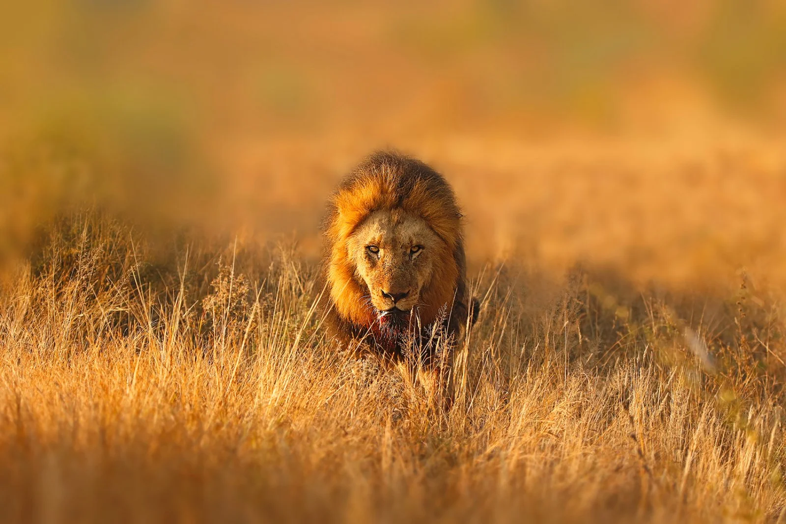 8° Concessione Privata Parco Kruger