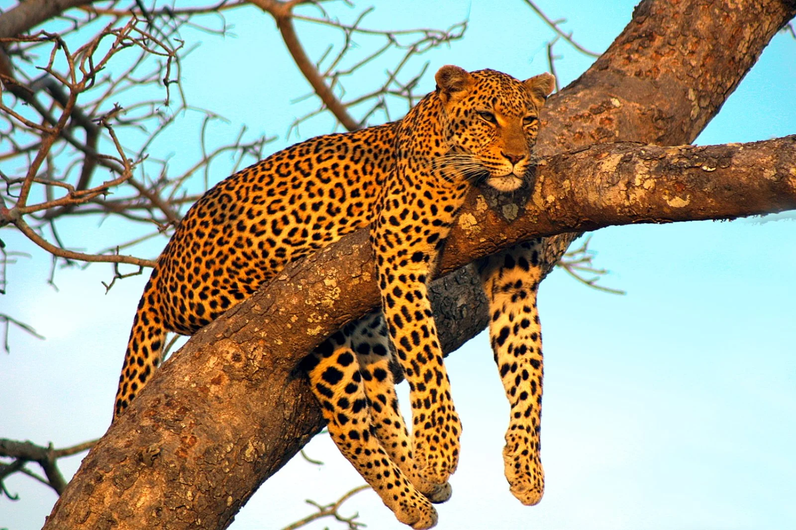 Parco Kruger - Johannesburg