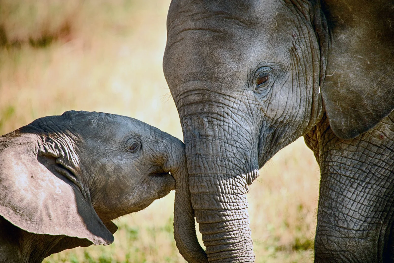 Mpumalanga - “Elephant Whispers” - Concessione Privata Parco Kruger