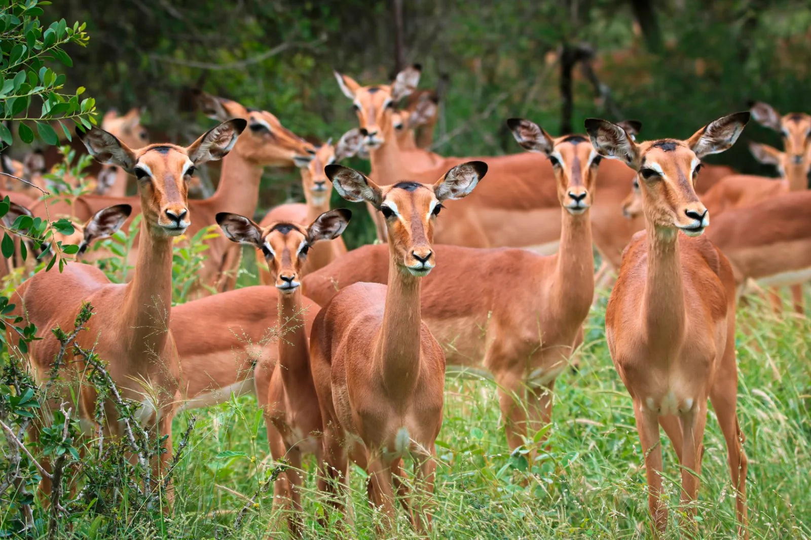 Concessione Privata Parco Kruger