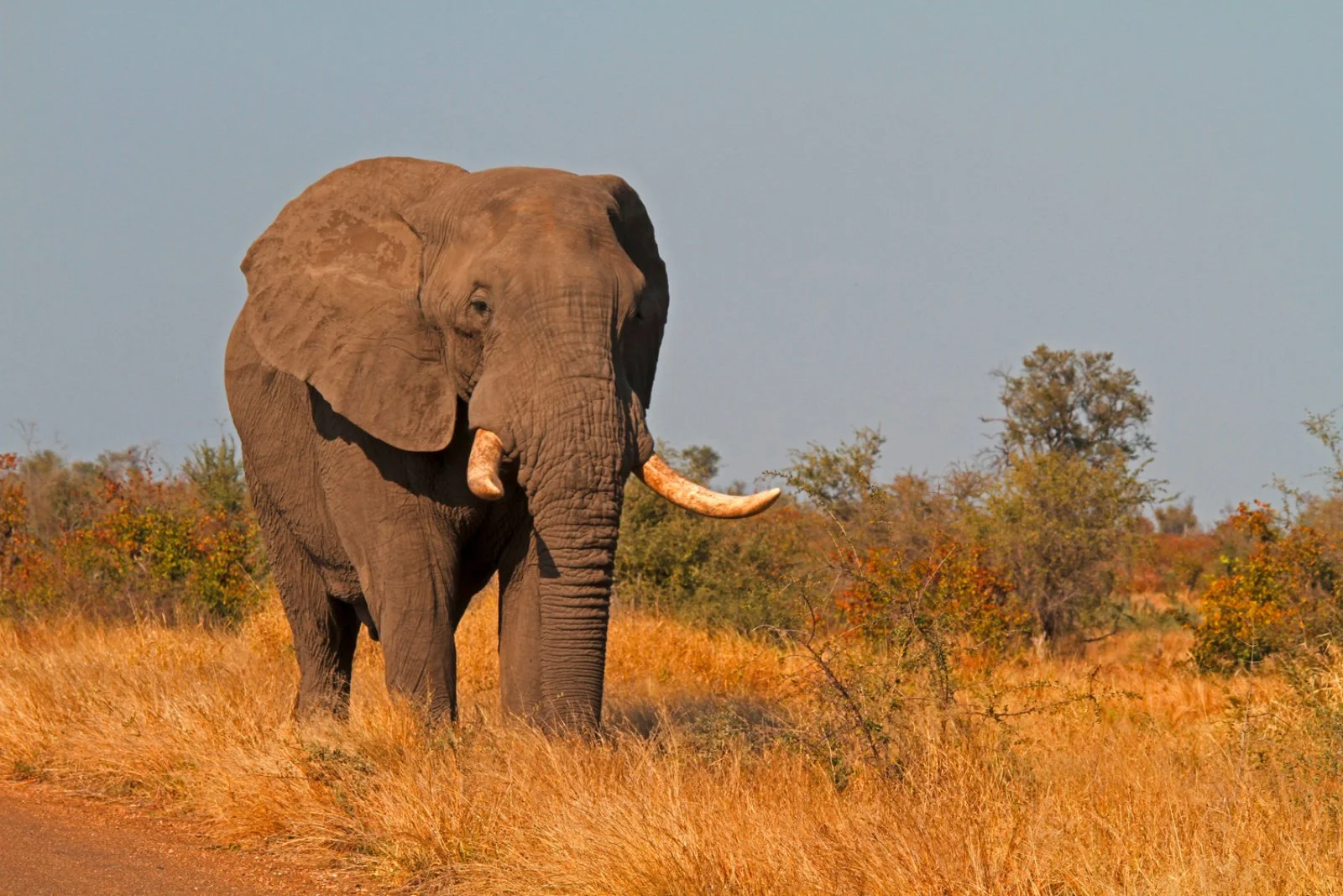 Concessione Privata Parco Kruger