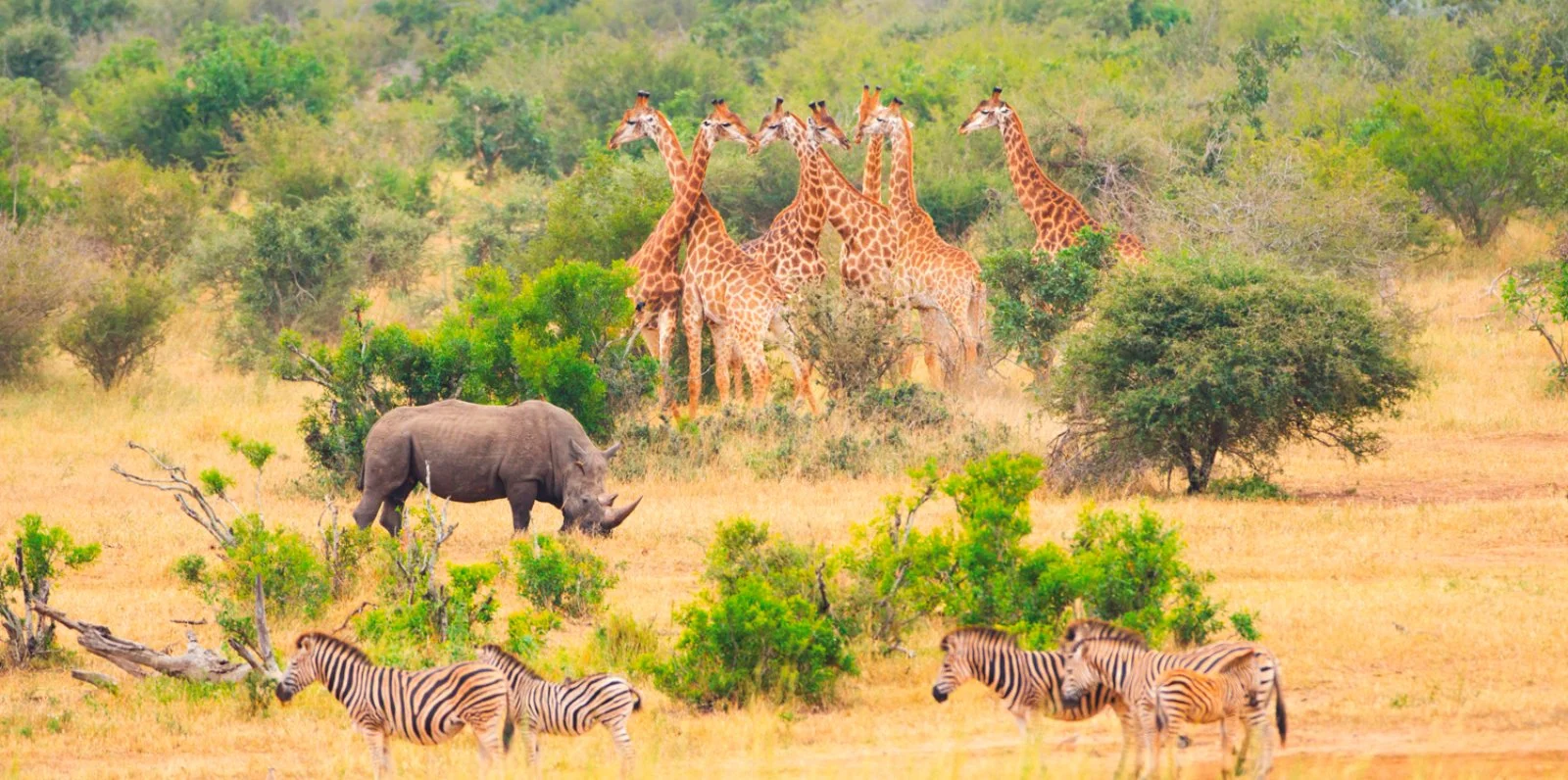 Concessione Privata Parco Kruger