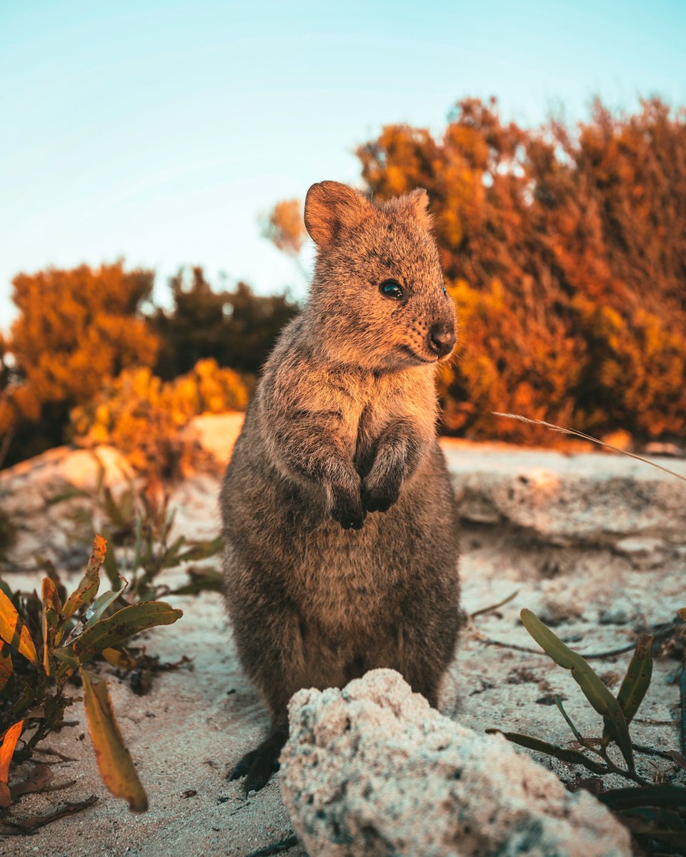 Australia E Bali - Rottnest Island, Un Quokka