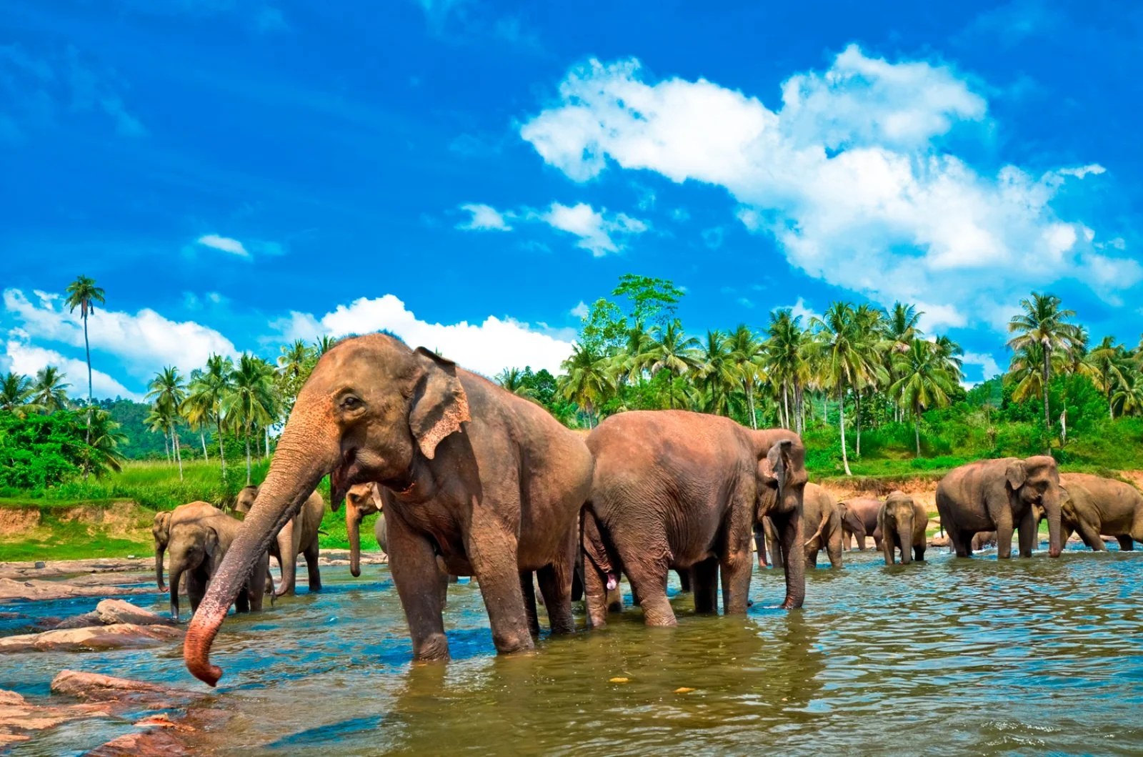 Kandy - Pinnawala - Colombo