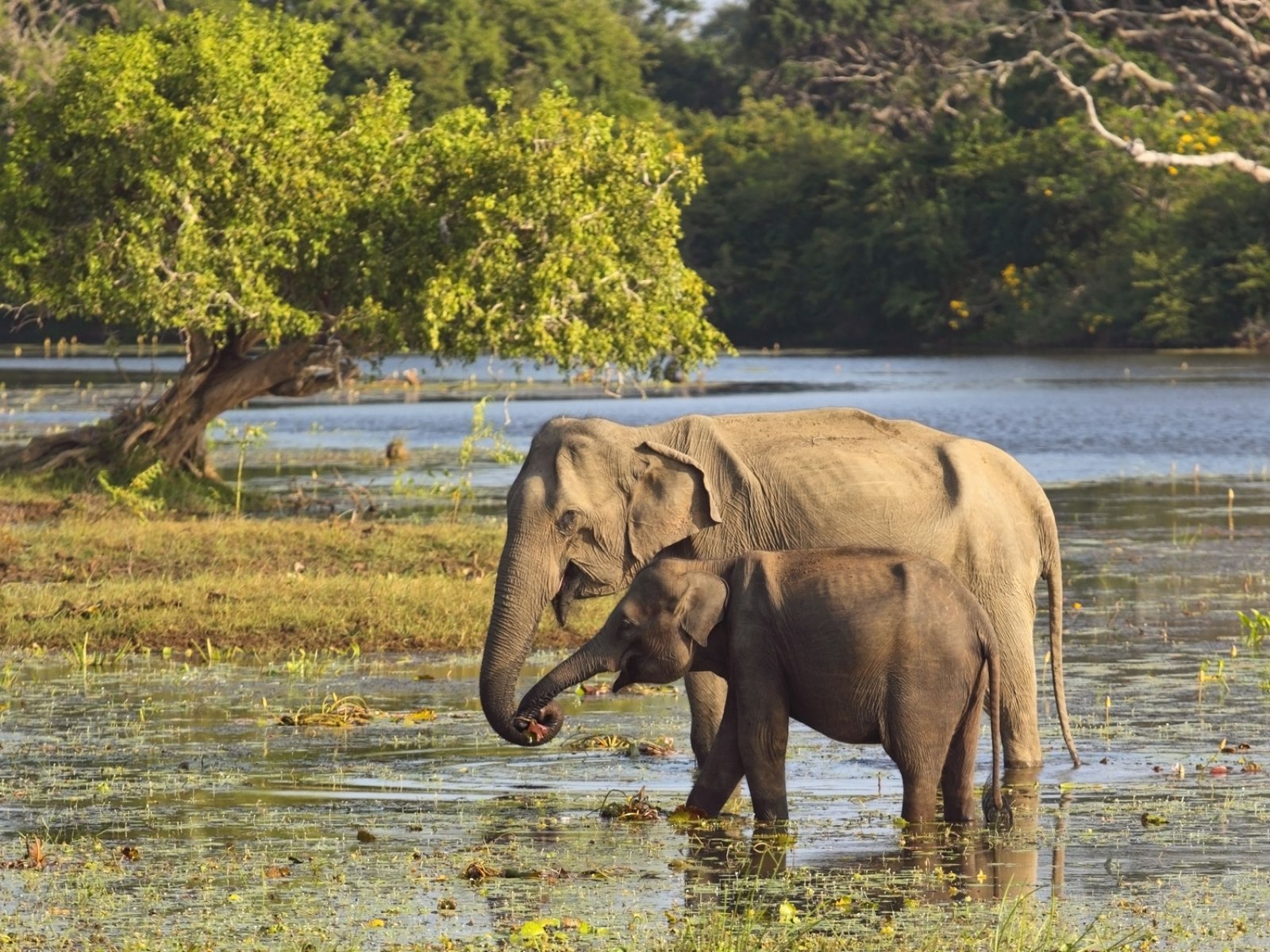 Rubino E Maldive (Tt) - Sri Lanka - Elefanti