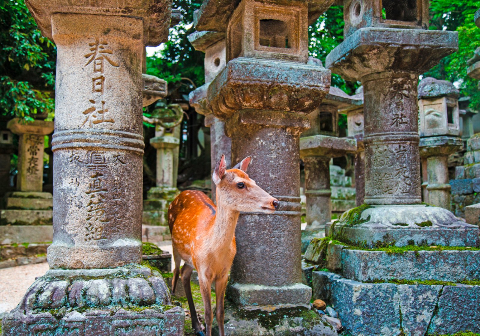 Wasabi E Dubai - Giappone, Nara, Kasuga Grand Shrine