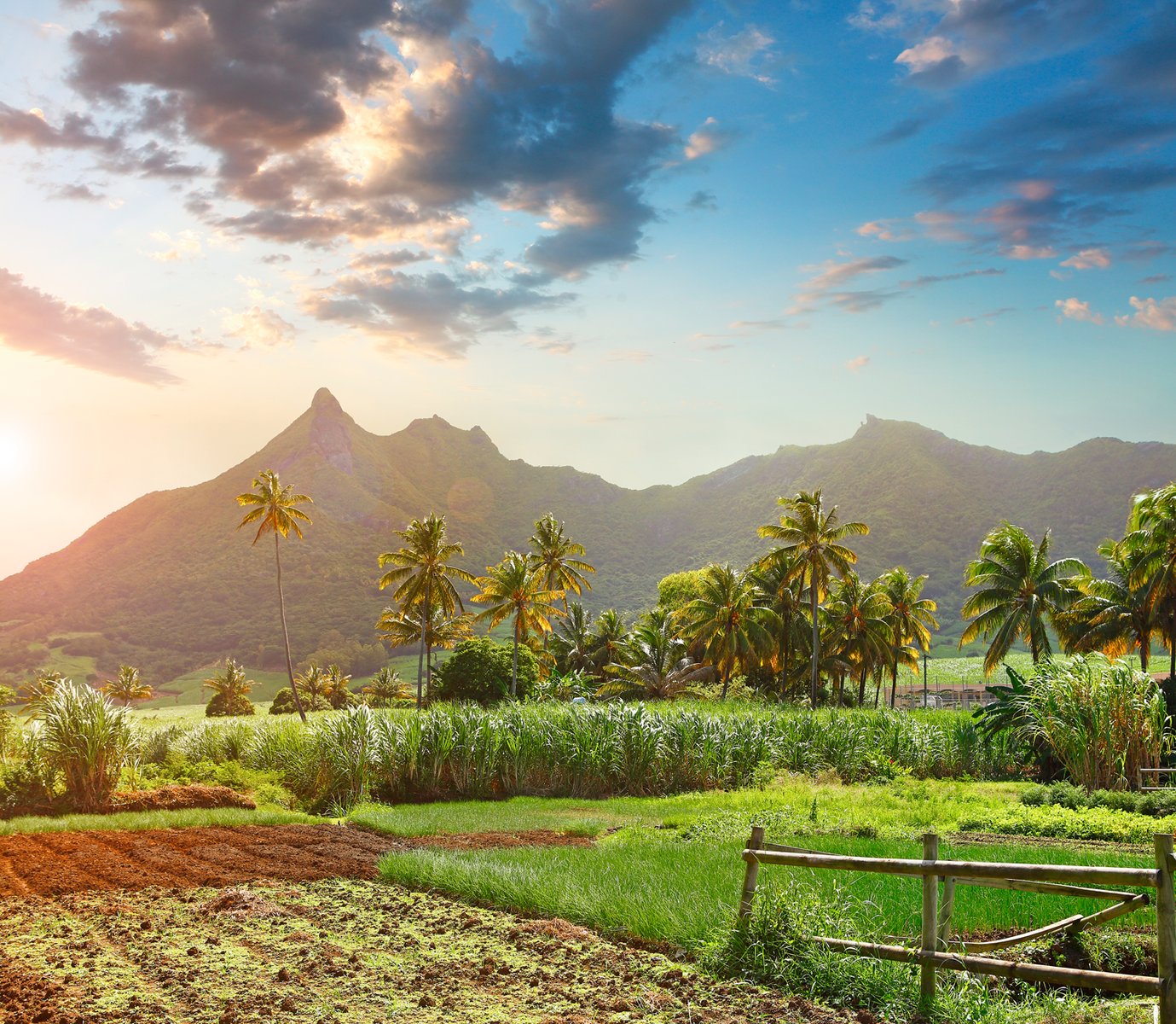 Seychelles E Mauritius - Campi Canna Da Zucchero