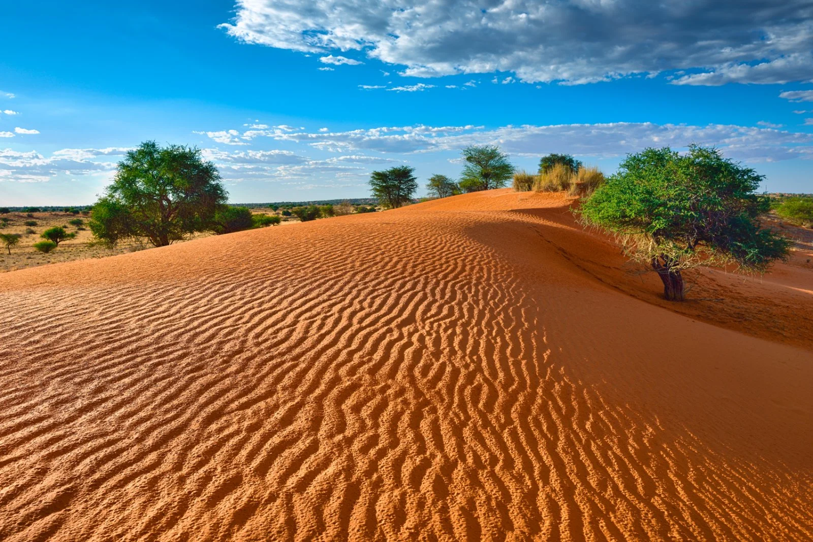 Windhoek - Deserto del Kalahari