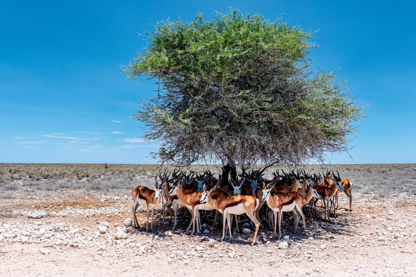 Damaraland - Villaggio Himba - Parco Etosha