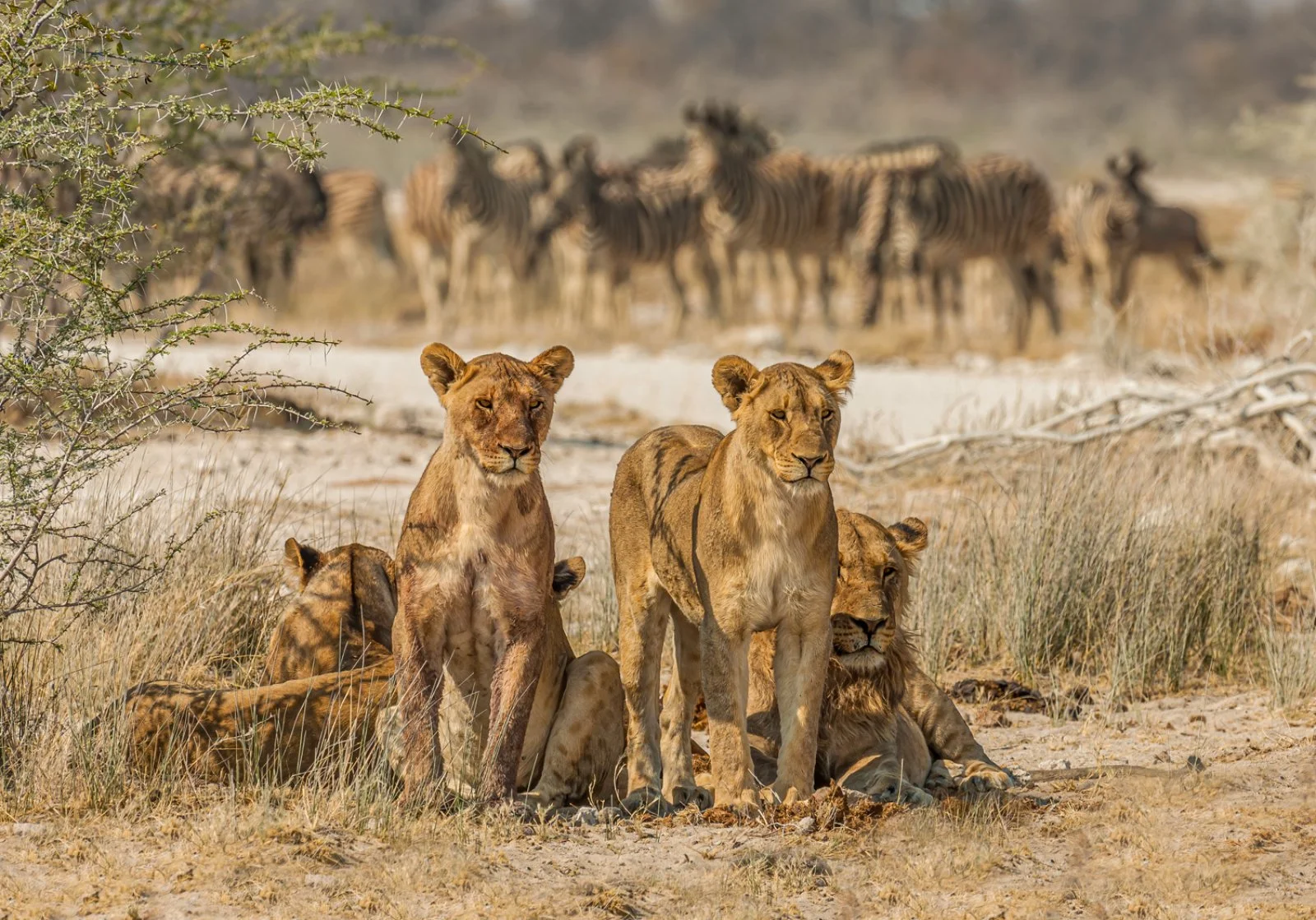 Parco Etosha